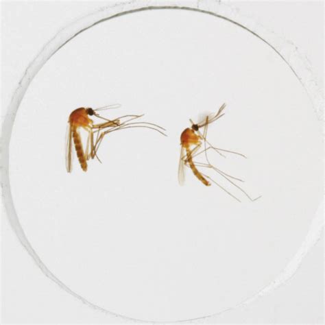 Culex Male And Female Wm Microscope Slide Carolina Biological Supply