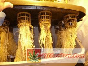 Aeroponic cloning devices consist of the ez cloner and the daisy cloner. Aeroponics DIY - Easy Aeroponic System Build - How To Grow Weed Indoors
