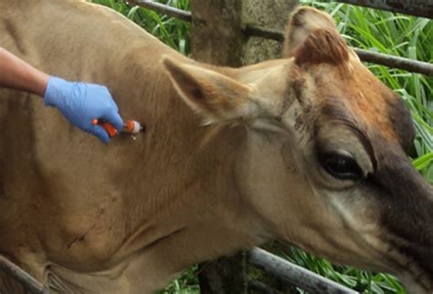 Abierta convocatoria que premia el trabajo rural en colombia. Vacunación en Colombia: Plata bien invertida | CONtexto ...