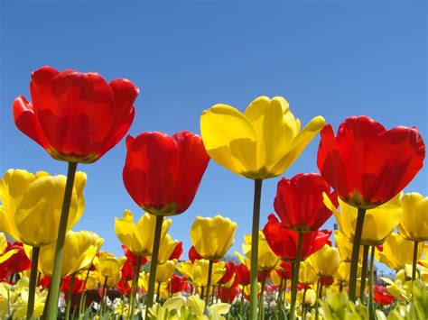 They are not only a visual feast for the eyes, but also have thousands of indescribable scents. Spring Flowers Background Desktop ·① WallpaperTag