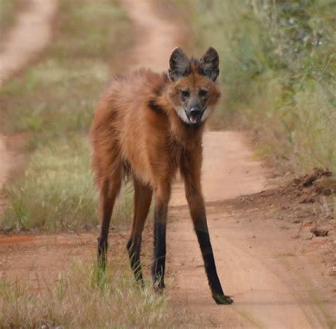 Maned Wolf Wallpapers Animal Hq Maned Wolf Pictures 4k