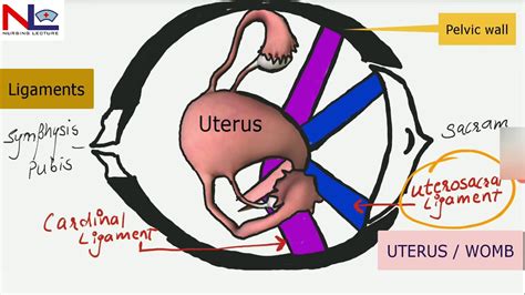 • sensitive organ important in female sexual response. Female internal genital organs | Female reproductive system | Nursing Lecture - YouTube