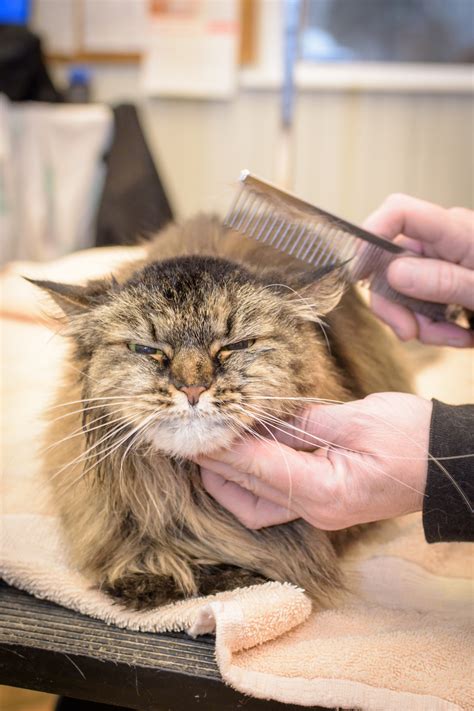 Phoenixville Pet Grooming — Hickory Springs Farm
