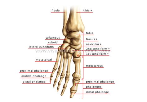 Thank you for visiting human bone picture pictures. HUMAN BEING :: ANATOMY :: SKELETON :: FOOT image - Visual ...