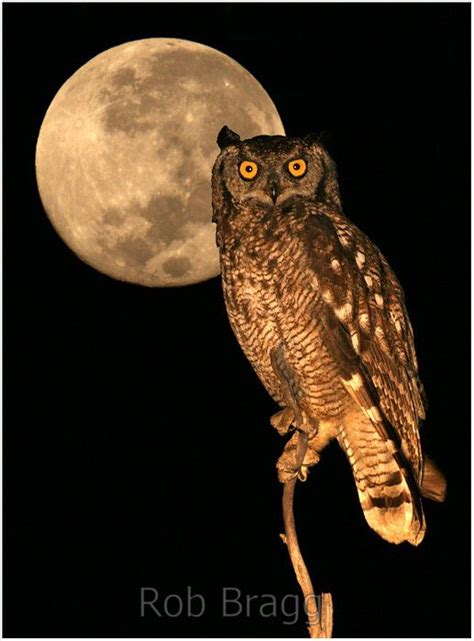 Owl And Moon Photo Shutterpoint Photography Owl Owl Moon