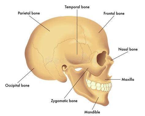 Anatomia diagram czaszka ilustracja wektor Ilustracja złożonej z