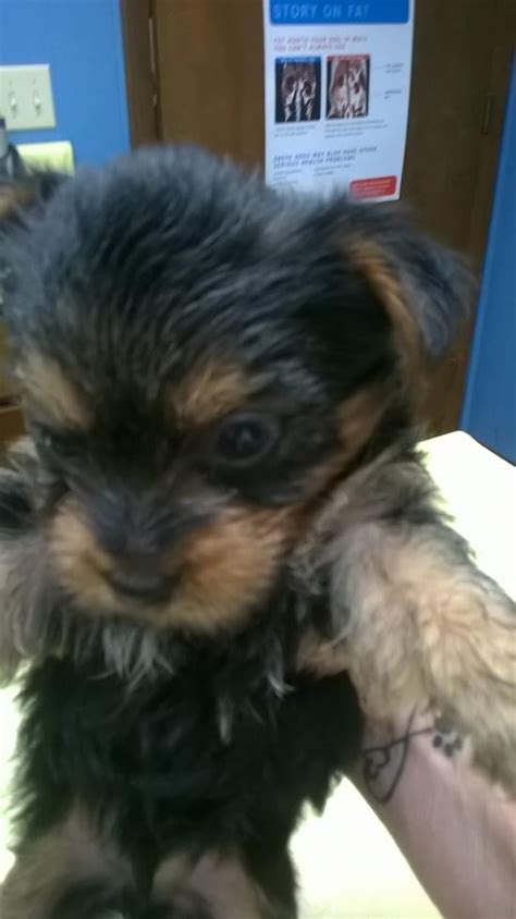 Yorkshire Terrier Puppies For Sale Greeneville Tn 80458