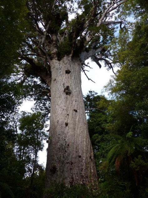 Oldest Tree In New Zealand Kauri Tree Nat And Nick Trot Around The
