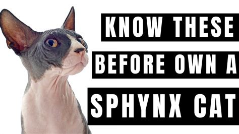 Sphynx Cat What You Need To Know Before Owning Youtube
