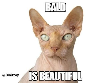 Bald Is Beautiful Funny Sphynx Cat Meme Cat Memes Cute Cat Memes