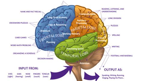 Parts Of The Brain And Their Functions