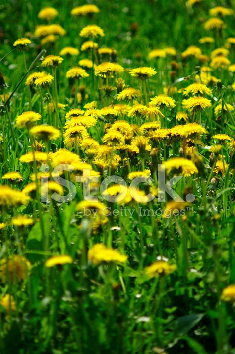 Dandelions Stock Photo Royalty Free Freeimages