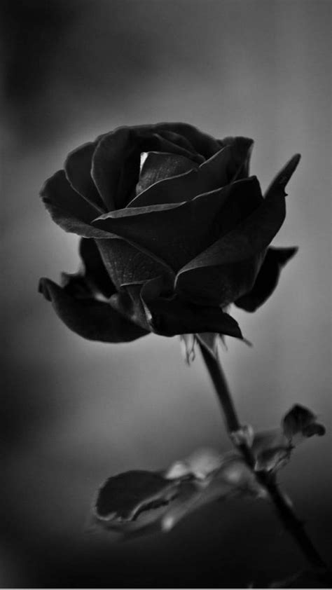 Dark Roses Aesthetic Wallpapers Top Free Dark Roses Aesthetic