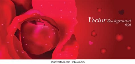 Beautiful Red Rose Banner Vector Eps10 Stock Vector Royalty Free