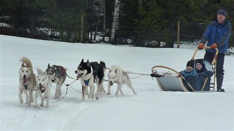 Arctic Experience Dog Sled Finland Youtube