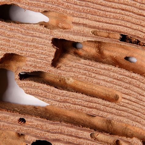 What You Need To Know About Drywood Termites Abc Home
