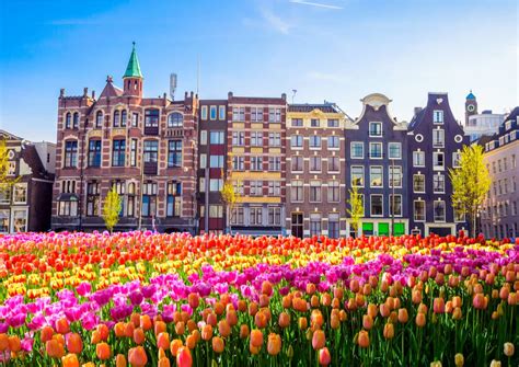 Los Campos De Tulipanes En Holanda Mi Viaje