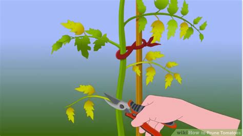 How To Prune Tomatoes Donaldsons Greenhouse