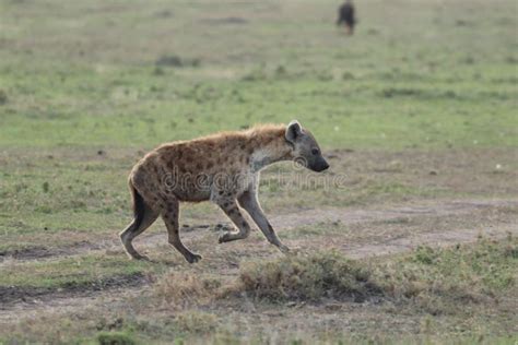 Running Spotted Hyena With Vultures In The Background Stock Photo
