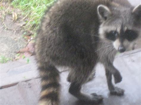 They'll find ways to get under your house think teenagers that stay up all night partying. Southern Folk Artist & Antiques Dealer/Collector: Raccoon ...
