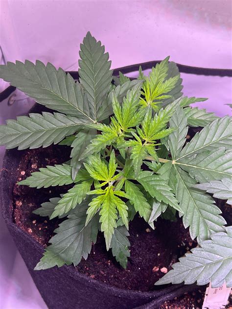 Green House Seed Co Deep Candy Cbd Grow Diary Journal Week4 By