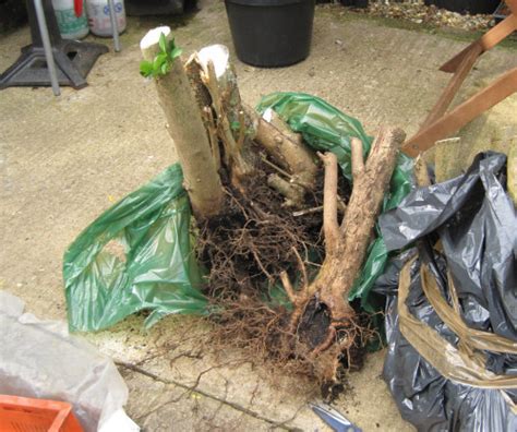 As we replace the old deck, we plan to install a rabbit/rodent barrier between the privets and. Collecting Privet/Ligustrum for Bonsai