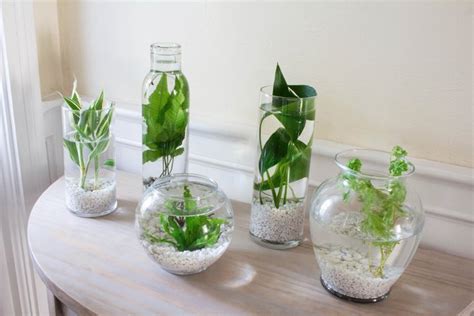 Indoor Water Garden Plants And Ideas To Get You Started