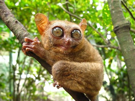 Philippine Tarsier And Wildlife Sanctuary Corella All You Need To Know Before You Go