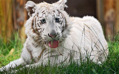 White Tiger Cub Wallpapers Wallpaper Cave