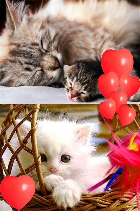 Two Pictures With Kittens And Balloons In The Middle One Is Sleeping On