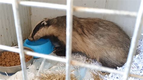Badger Rescue To Release Youtube