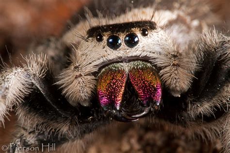 Regal Jumping Spider Phidippus Regius Regal Jumping Spid Flickr