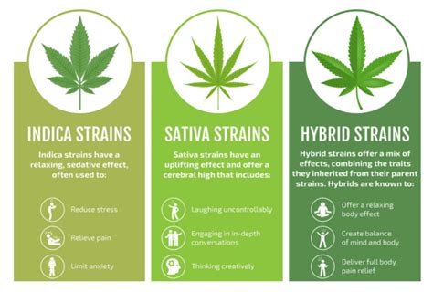 Weed 101 Indica Sativa Hybrid Douglasdale Cannabis