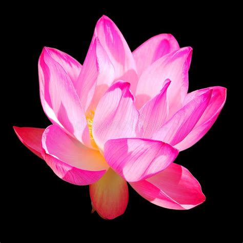 Lotus Flower Nelumbo Nucifera Stock Image Image Of Plant Indian
