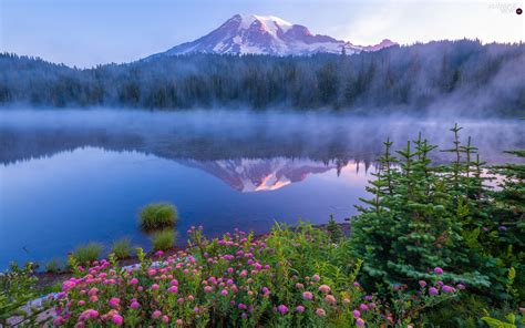 Reflection Lake Fog Viewes Trees Washington State Flowers Mount