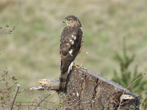 Sharp Shinned Hawk Visit — Olympic Peninsula Audubon Society