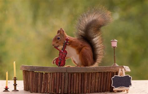 Its The Red Hot Squirrelly Peppers Photographers Hilarious Snaps Of