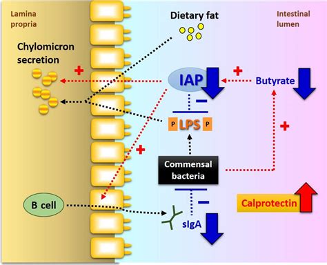 Intestinal Alkaline Phosphatase At The Crossroad Of Intestinal Health