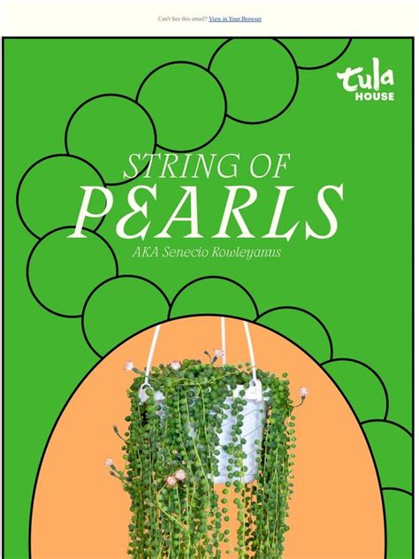 Tula Plants And Design String Of Pearls Aka Senecio Rowleyanus Milled