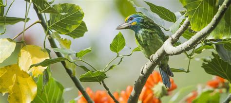 Naturetrek Wildlife Holidays Sri Lanka Endemic Birds