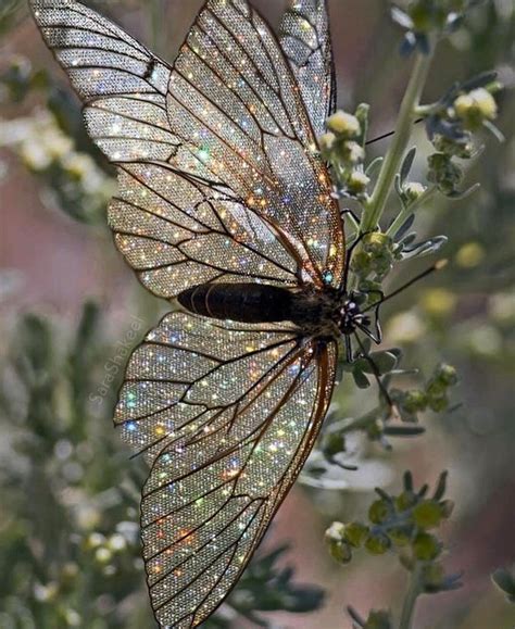 Pin By Aaliyah On Sparkle Glitter Photography Beautiful Butterflies