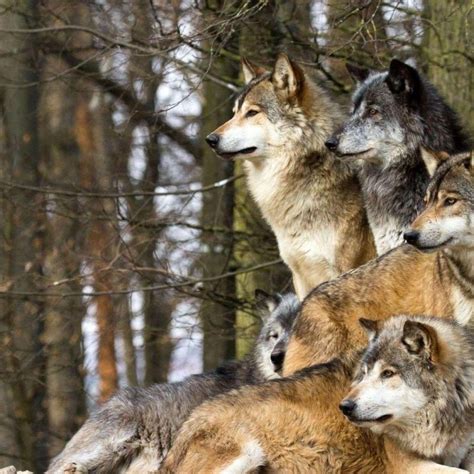 10 Best Wolf Pack Wallpaper Hd Full Hd 1080p For Pc Background 2020