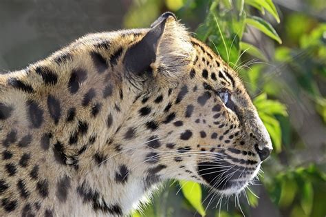 leopard, Head, Animals Wallpapers HD / Desktop and Mobile Backgrounds