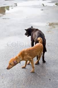 Dog Mating On The Road Stock Image Colourbox