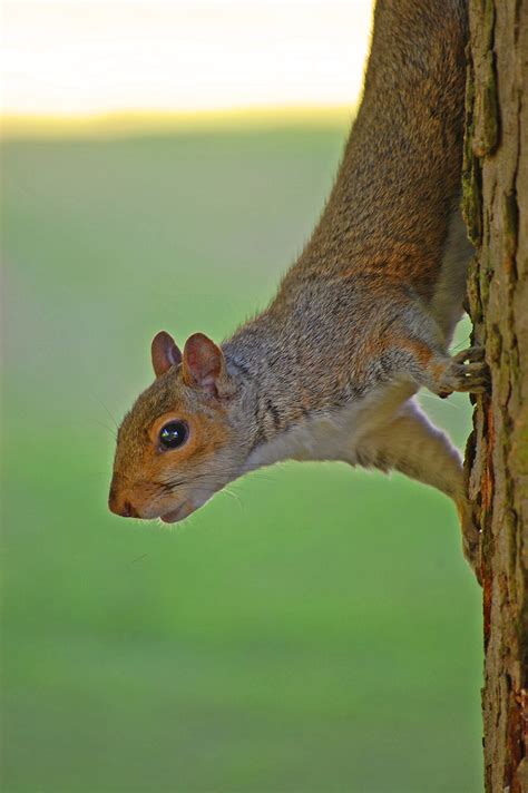 Squirrel Sausage Acrobatic Squirrel Antics In Pickering Pa Flickr