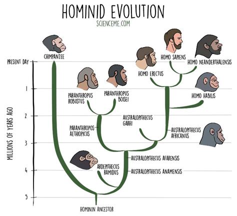 Origin Of Clothing Of Early Hominids Who Invented Why Wear 2022