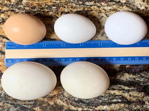 Duck Eggs Vs Chicken Eggs Which Are Better Rural Living Today
