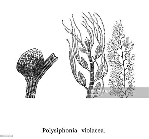 Old Engraved Illustration Of Algae Polysiphonia Violacea Filamentous