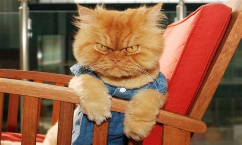 Move Over Grumpy Cat Meet Garfi The Grumpiest Cat On The