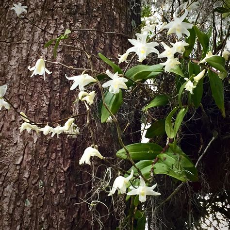 Dendrobium Crumenatum — Palmer Orchids